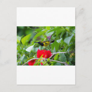 Sunbird Postkarte
