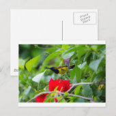 Sunbird Postkarte (Vorne/Hinten)