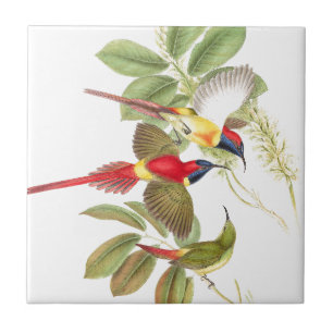 Sunbird-Vogel-Tier-Tiere botanisch Fliese