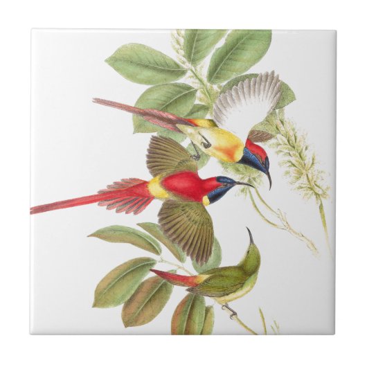 Sunbird-Vogel-Tier-Tiere botanisch Fliese (Vorderseite)