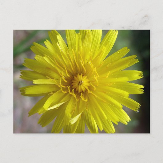 Sunburst Dew Postkarte (Vorderseite)