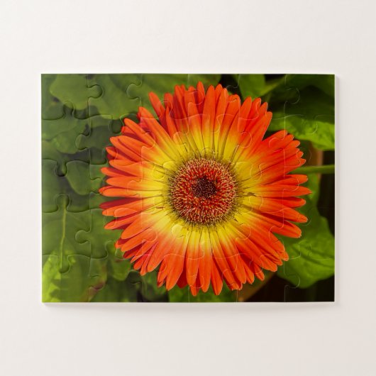 Sunburst Gerbera | Alzheimer’s Tribute Puzzle (Horizontal)