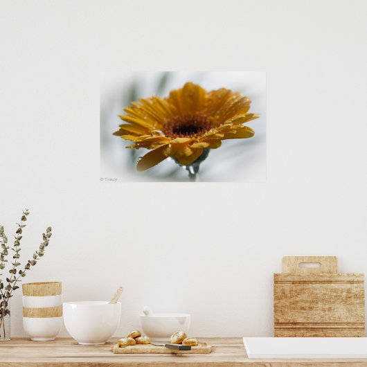 Sunchyme Gerbera Poster (Küche)