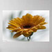 Sunchyme Gerbera Poster (Vorne)