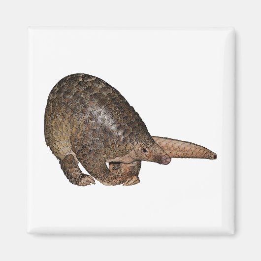 Sunda Pangolin Magnet (Vorne)