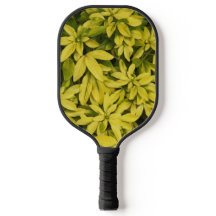 Sundance Mexican Orange Pflanze Floral