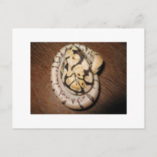 Sundin Ball Pythons Postkarte