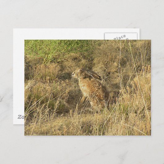 Sundown Jackrabbit Postkarte (Vorne/Hinten)
