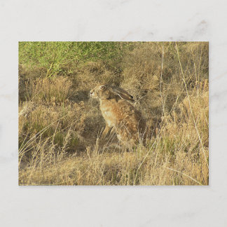 Sundown Jackrabbit Postkarte
