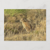 Sundown Jackrabbit Postkarte (Vorderseite)