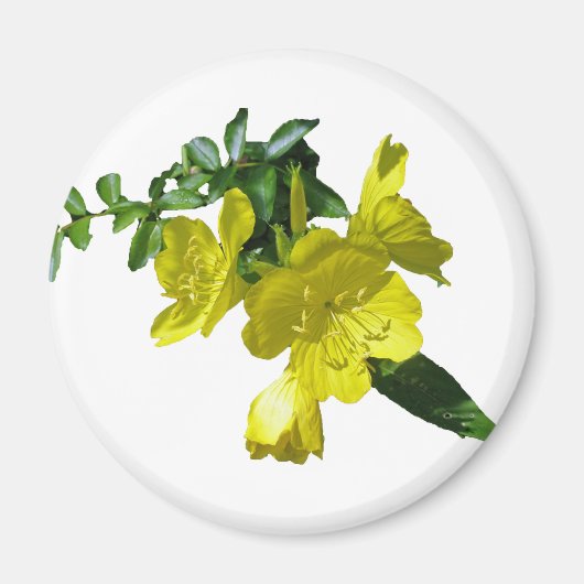 Sundrops Primrose-Koordinationselemente Magnet (Vorne)