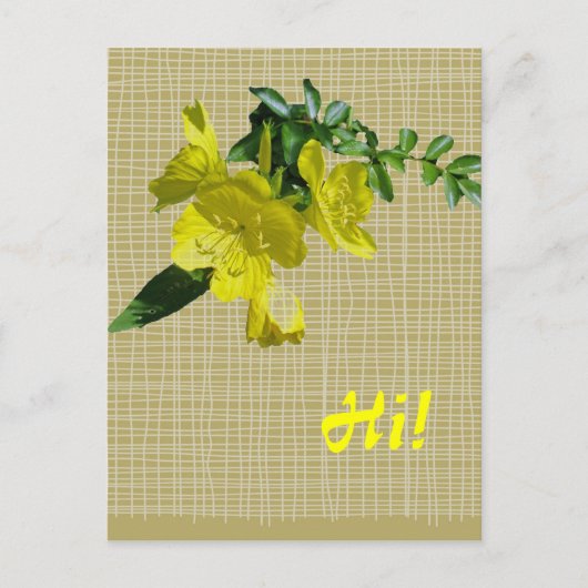 Sundrops Primrose-Koordinationselemente Postkarte (Vorderseite)