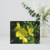 Sundrops Primrose-Koordinationselemente Postkarte (Stehend Vorderseite)