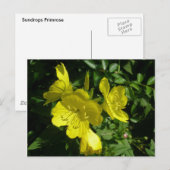 Sundrops Primrose-Koordinationselemente Postkarte (Vorne/Hinten)