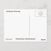 Sundrops Primrose-Koordinationselemente Postkarte (Rückseite)
