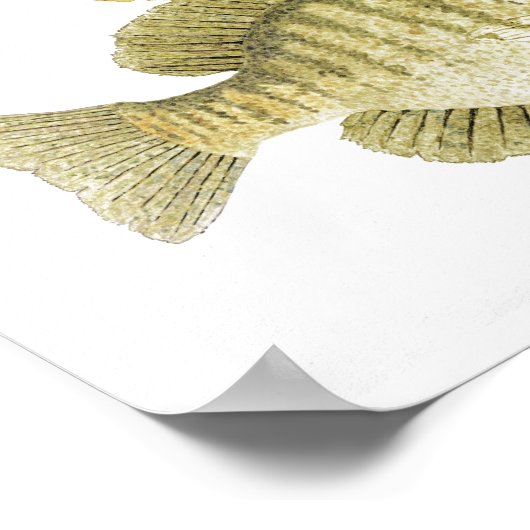 Sunfish Art Poster (Ecke)