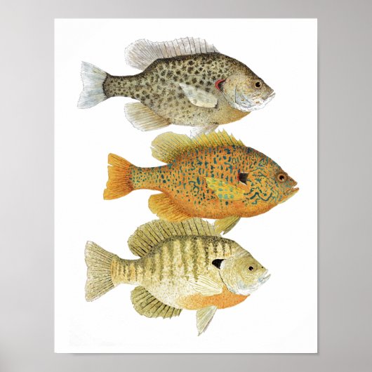 Sunfish Art Poster (Vorne)
