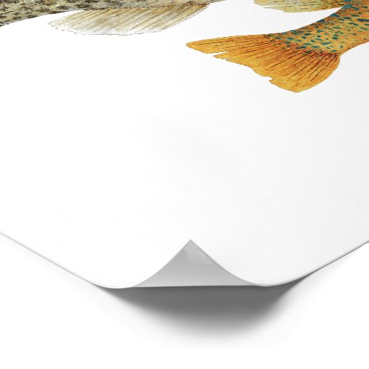 Sunfish Art Poster (Ecke)