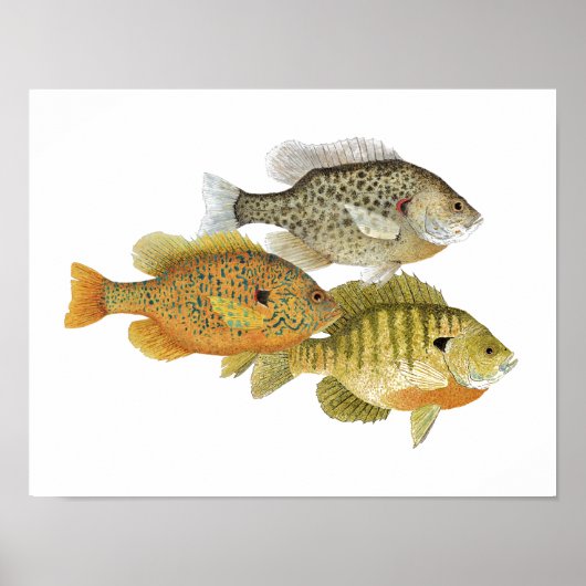 Sunfish Art Poster (Vorne)