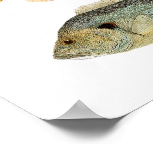 Sunfish - Reteuer, Longear & Green Sunfish Poster (Ecke)