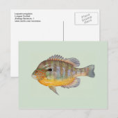 Sunfish von Duane Raver Postkarte (Vorne/Hinten)