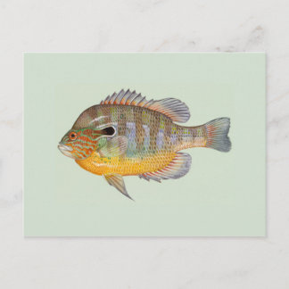 Sunfish von Duane Raver Postkarte