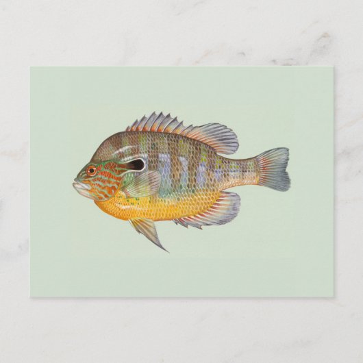 Sunfish von Duane Raver Postkarte (Vorderseite)