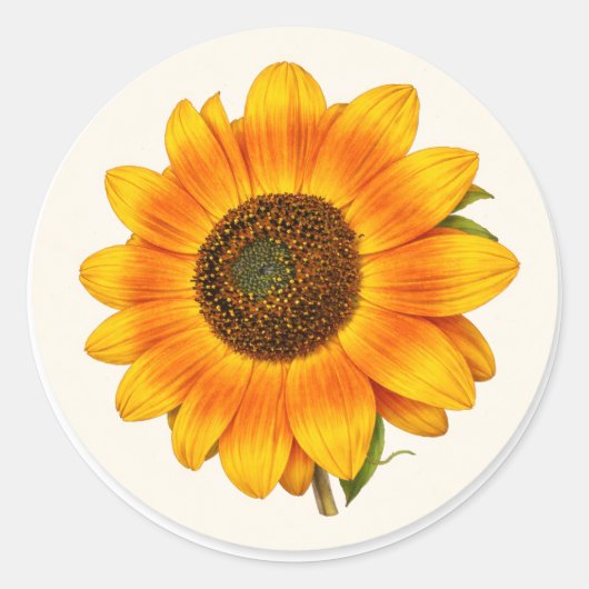 Sunflower Bloom Small Round Garden Flower Sticker (Vorderseite)