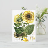SUNFLOWER BLUME Botanische Leere Party Einladungen (Stehend Vorderseite)