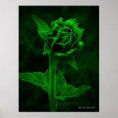 "Sunflower Bud" Poster (Vorne)