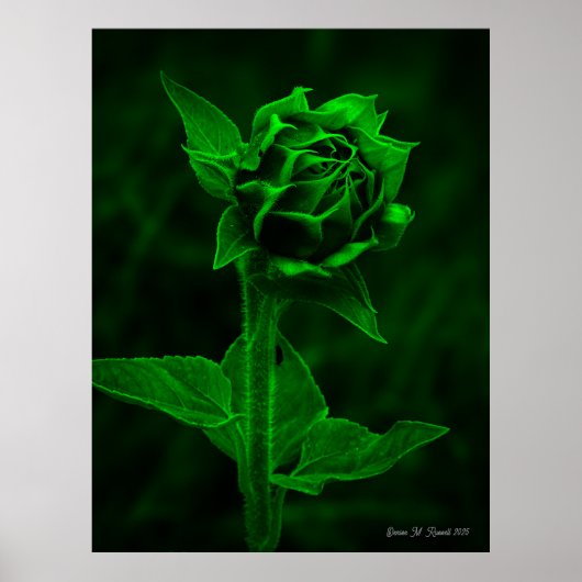 "Sunflower Bud"  Poster (Vorne)