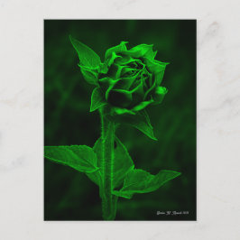 "Sunflower Bud" Postkarte