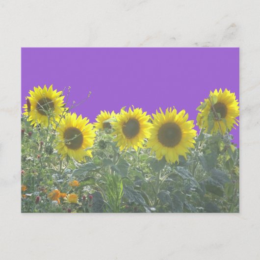 Sunflower DIY Postcard Postkarte (Vorderseite)