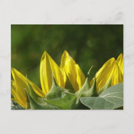 Sunflower DIY Postcard Postkarte (Vorderseite)