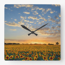 Sunflower Field at Sunset