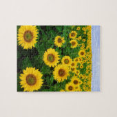 SUNFLOWER FIELD & BLUE SKY 8X10 JIGSAW PUZZLE (Horizontal)
