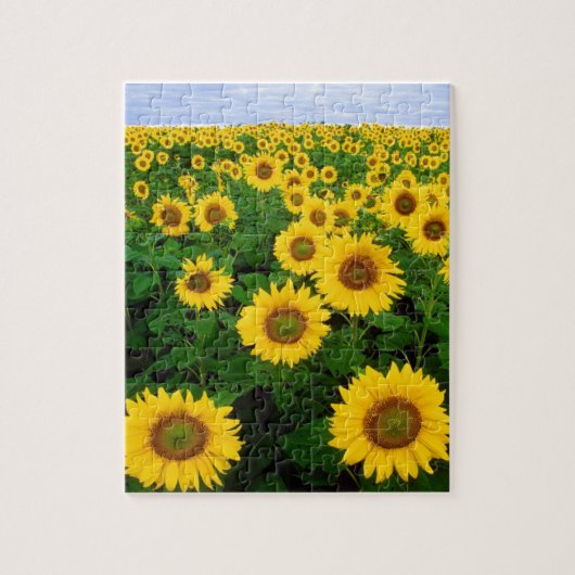 SUNFLOWER FIELD & BLUE SKY 8X10 JIGSAW PUZZLE (Vertikal)