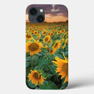 Sunflower Field in Longmont, Colorado Case-Mate iPhone Hülle