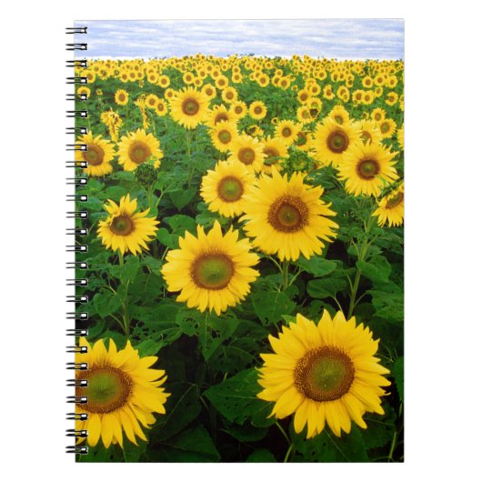 SuNFLoWER FiELD Notizblock (Vorderseite)