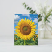 SUNFLOWER FIELD POSTCARD POSTKARTE (Stehend Vorderseite)