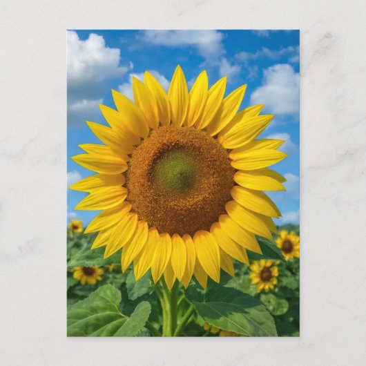 SUNFLOWER FIELD POSTCARD POSTKARTE (Vorderseite)