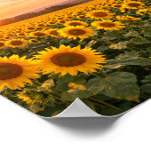 Sunflower Field Sunset Landscape Poster (Ecke)