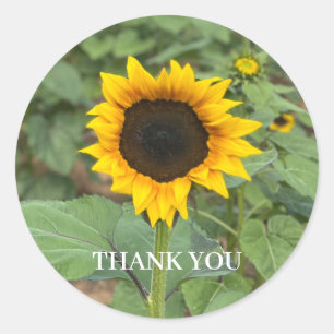 Sunflower Field Vielen Dank Runder Aufkleber