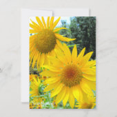 Sunflower:Flat Greeting Card Karte (Vorderseite)