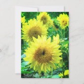 Sunflower:Flat Greeting Card Karte (Vorderseite)
