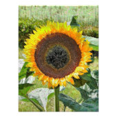 SUNFLOWER FOTODRUCK (Vorne)