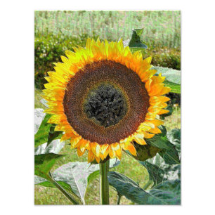 SUNFLOWER FOTODRUCK