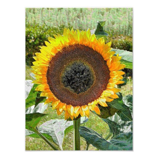 SUNFLOWER FOTODRUCK (Vorne)