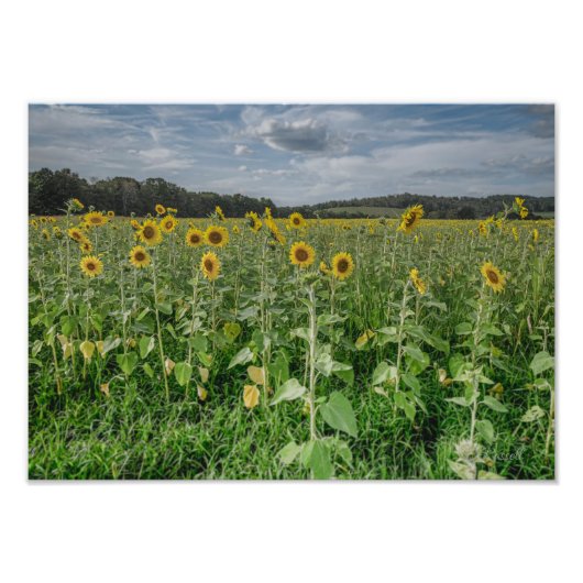 "Sunflower Heaven" Photograph Fotodruck (Vorne)