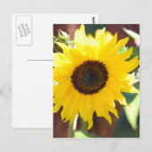 Sunflower in Full Bloom Postkarte (Vorne/Hinten)